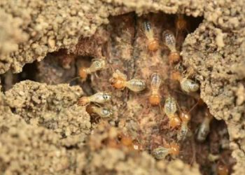 Cách phát hiện chính xác tổ mối để diệt chúng tận gốc