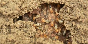 Cách phát hiện chính xác tổ mối để diệt chúng tận gốc