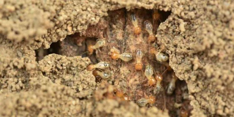 Cách phát hiện chính xác tổ mối để diệt chúng tận gốc