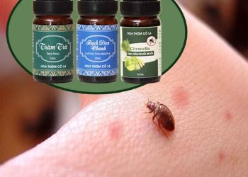 Cách diệt rệp bằng tinh dầu chi tiết     