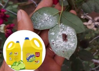 Cách diệt rệp phấn trắng bằng nước rửa chén