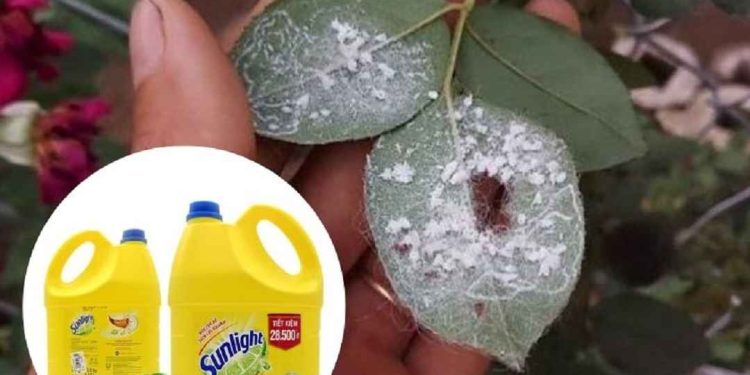 Cách diệt rệp phấn trắng bằng nước rửa chén