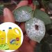 Cách diệt rệp phấn trắng bằng nước rửa chén