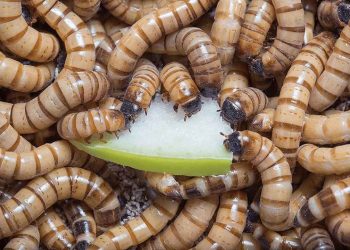 Bước chuẩn bị cho việc nuôi sâu gạo