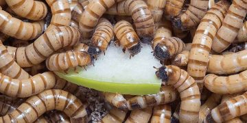 Bước chuẩn bị cho việc nuôi sâu gạo