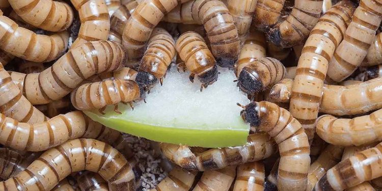 Bước chuẩn bị cho việc nuôi sâu gạo