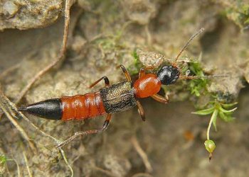 Triệu chứng bị kiến ba khoang đốt