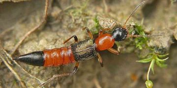 Triệu chứng bị kiến ba khoang đốt