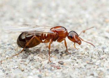 Mối cánh là gì?