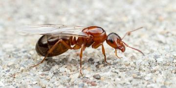 Mối cánh là gì?