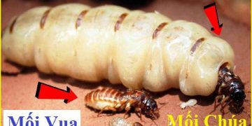 Thành phần dinh dưỡng trong mối chúa