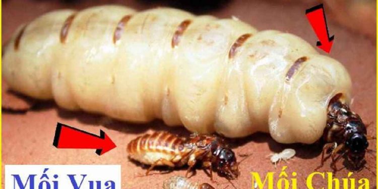 Thành phần dinh dưỡng trong mối chúa