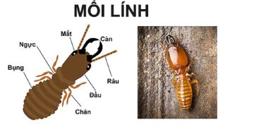 Mối lính là gì?