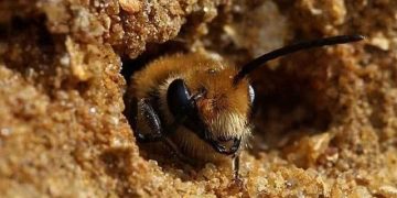 Bị ong đất đốt có sao không? Phải làm sao khi bị ong đốt?