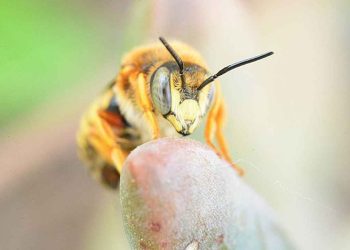 Ong vàng đốt và cách sơ cứu khi bị ong đốt