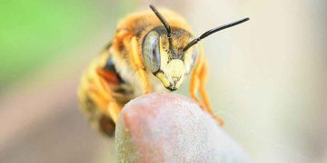 Ong vàng đốt và cách sơ cứu khi bị ong đốt