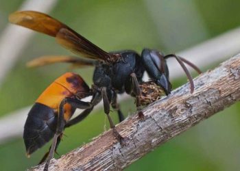 Tìm hiểu chung về ong vò vẽ