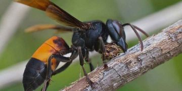 Tìm hiểu chung về ong vò vẽ