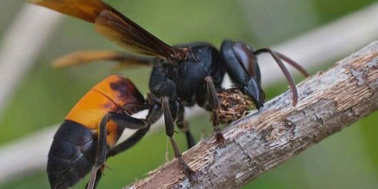 Tìm hiểu chung về ong vò vẽ