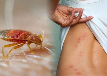 Rệp giường có nguy hiểm hay không?