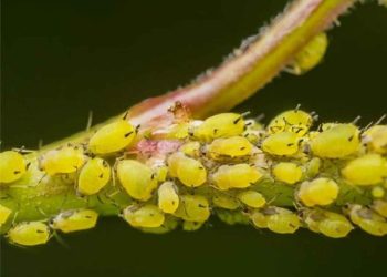 4 Cách trị rệp hại cây trồng đơn giản, hiệu quả cao