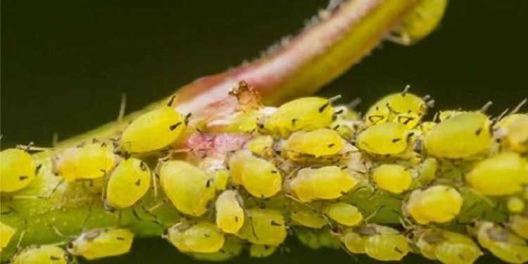 4 Cách trị rệp hại cây trồng đơn giản, hiệu quả cao