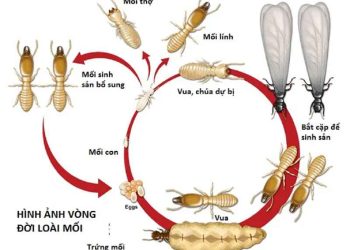Vòng đời của mối