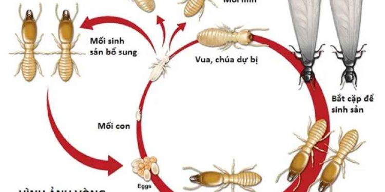 Vòng đời của mối