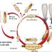 Vòng đời của mối