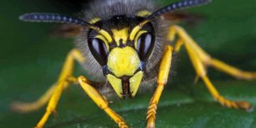 Bị ong vò vẽ đốt có sao không?