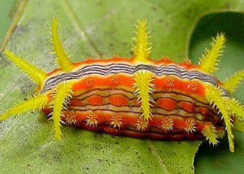 Sâu bướm Parasa indeterviina