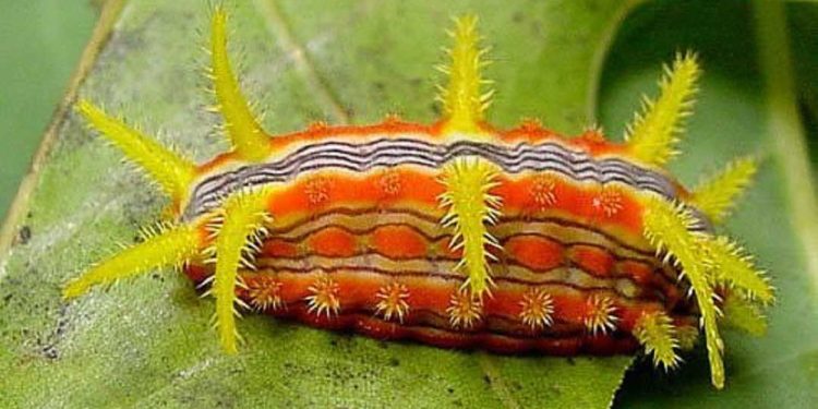 Sâu bướm Parasa indeterviina