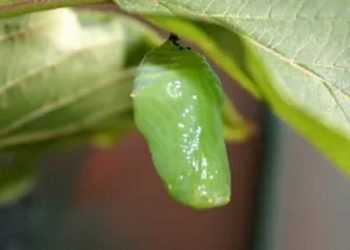 Làm gì khi sâu bướm hóa nhộng ?