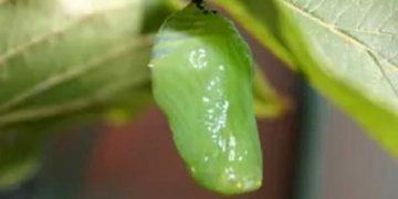 Làm gì khi sâu bướm hóa nhộng ?