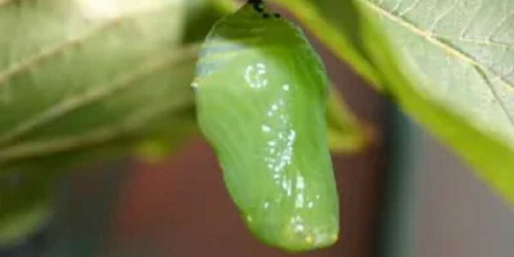 Làm gì khi sâu bướm hóa nhộng ?