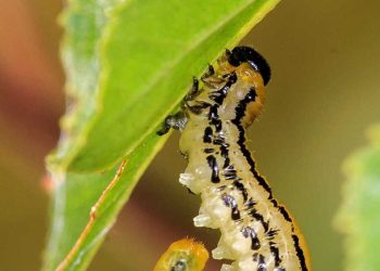 Có phải tất cả sâu bướm đều có hại cho cây trồng