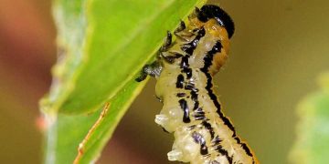 Có phải tất cả sâu bướm đều có hại cho cây trồng
