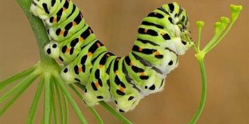 Trồng cây ký chủ cho sâu bướm