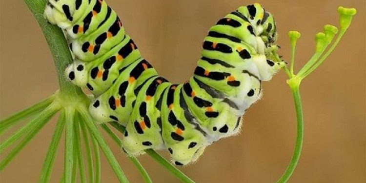 Trồng cây ký chủ cho sâu bướm