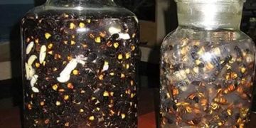 Công dụng của rượu ong vò vẽ