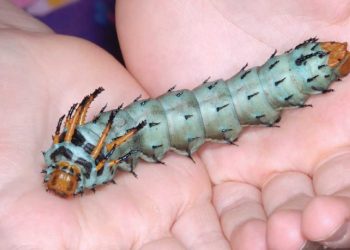 Bệnh dị ứng sâu bướm có thể tấn công bất cứ lúc nào