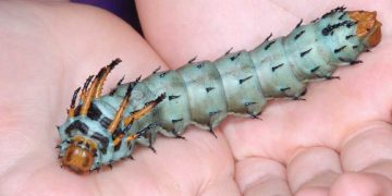 Bệnh dị ứng sâu bướm có thể tấn công bất cứ lúc nào