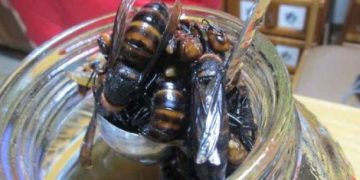 Rượu ong bắp cày có tác dụng gì? Cách ngâm?