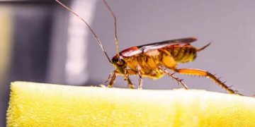 Giới thiệu về các loài gián phổ biến ở Việt Nam