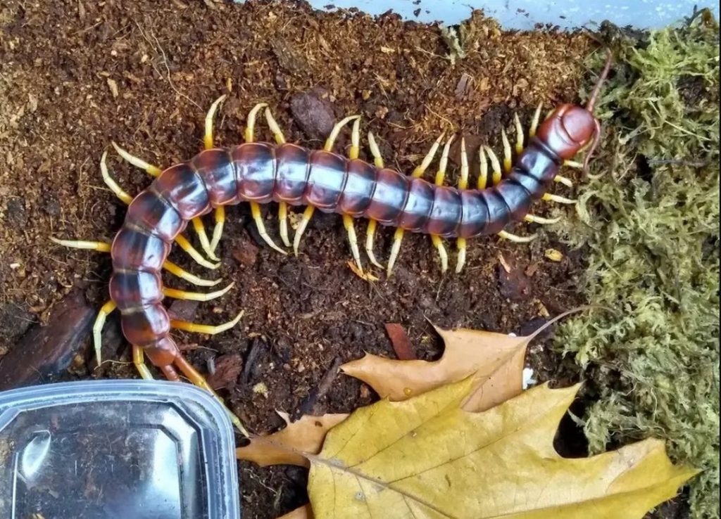 Tìm Hiểu Về Những Loài Rết Phổ Biến Nhất Trên Thế Giới