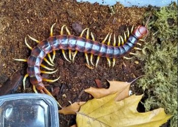 Phân loại các loài rết phổ biến trên thế giới