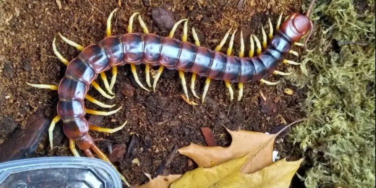 Phân loại các loài rết phổ biến trên thế giới