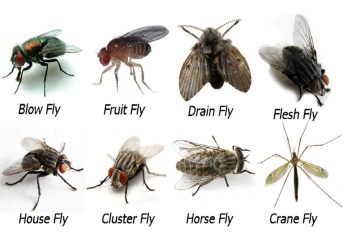 Ảnh hưởng của ruồi đến môi trường