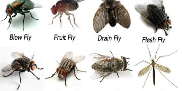 Ảnh hưởng của ruồi đến môi trường