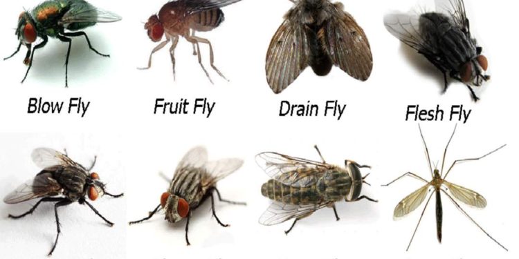 Ảnh hưởng của ruồi đến môi trường